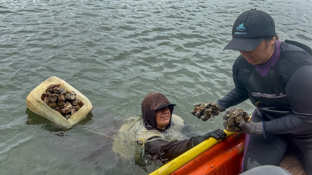 Yorjana Pérez y Vanesa Inzunza. Pesca de ostiones de sabor “más puro”