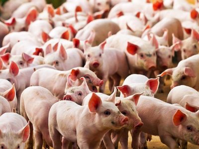Miles de cerdos serán sacrificados en República Dominicana por un brote de peste porcina