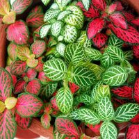 Si querés tu primera planta, conocé esta de hermoso color y fácil cuidado para tener en tu hogar