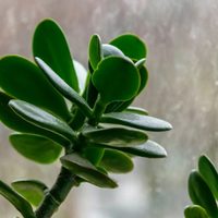 Cuál es el mejor abono para el árbol de Jade, la suculenta originaria de Mozambique