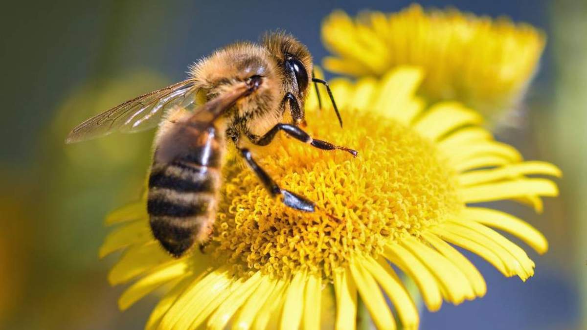 Abeja. Fuente: (Twitter)