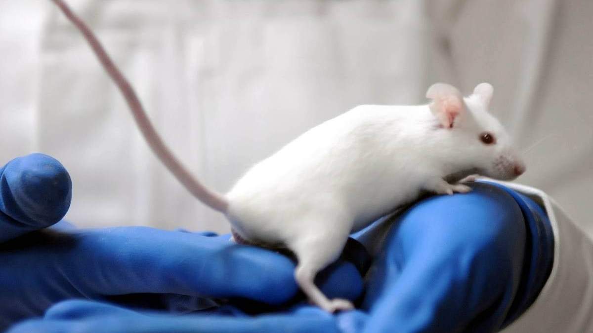 Ratón de laboratorio