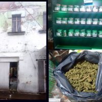 Catean viviendas y decomisan más de 300 kilos de mariguana en Tepito