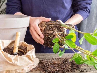 5 señales de que tu planta necesita un trasplante urgente de maceta