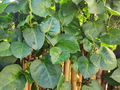 No tengas más hiedra en tu casa: mirá la planta fácil de cuidar que puede reemplazarla y deja un aroma riquísimo