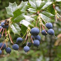 Calafate, el fruto ancestral que se disfruta en postres y mermeladas