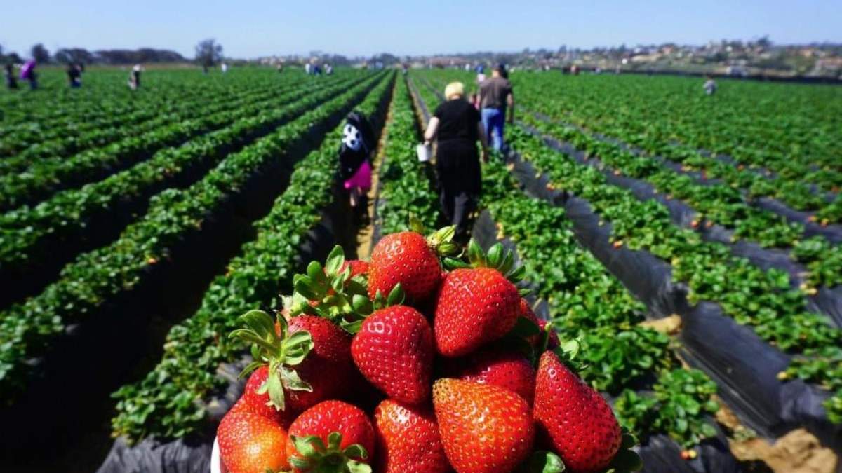 Buena producción de frutillas. Fuente: (Twiter)