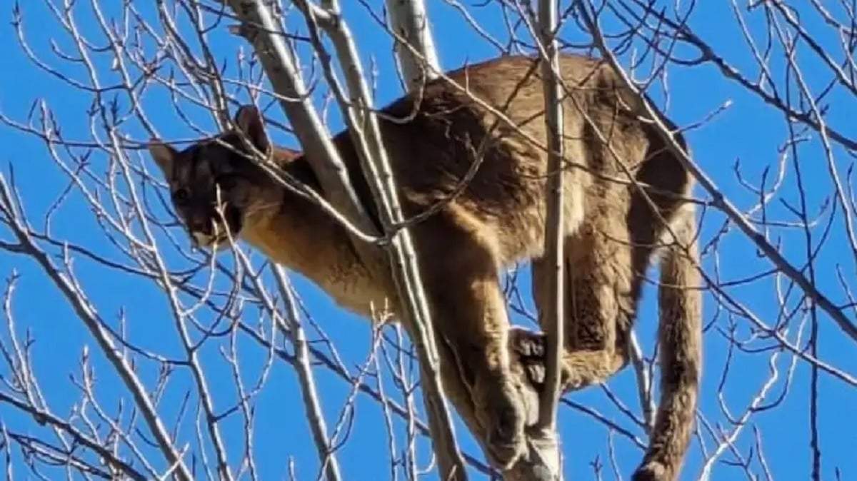 El puma apareció en la copa de un árbol, a 10 metros de altura. Fuente: (X)
