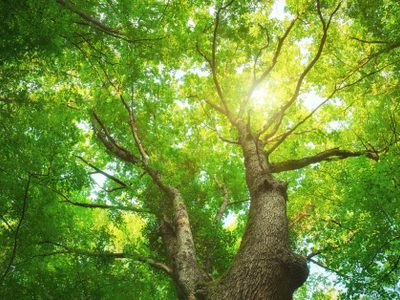Algunas curiosidades acerca de los árboles que muy pocos conocen