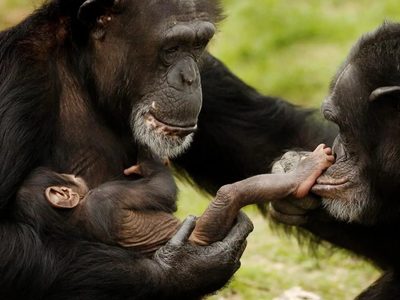 Asombroso: descubrieron que los chimpancés usan insectos para curar las heridas de los demás