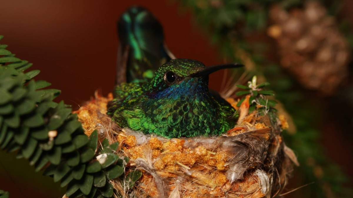 Colibrí. Fuente: (Instagram)