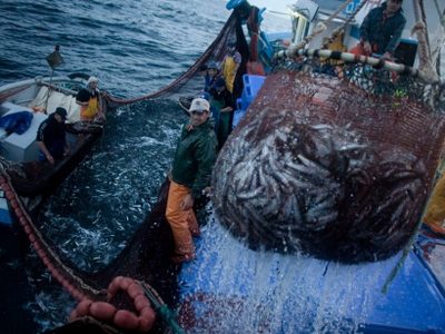 La pesca artesanal continúa trabajando con protocolos especiales
