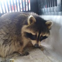 Mujer llevó un mapache salvaje a un bar y ahora enfrenta cargos criminales