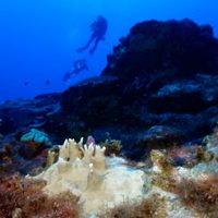 El 84% de los arrecifes de coral del mundo están afectados por el peor blanqueamiento de la historia