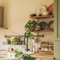 La planta que todos ponen en la cocina y en realidad atrae humedad y malos olores