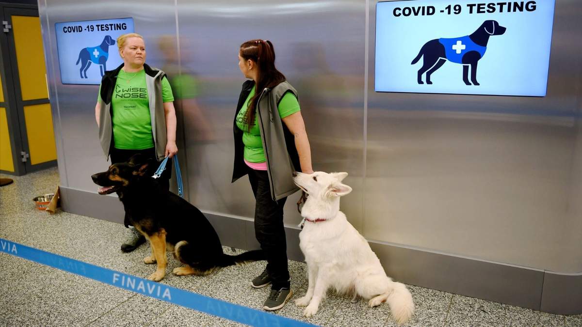 Dos de los cuatro perros que están entrenados para detectar el coronavirus. Fuente: (Twitter)