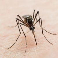 Brote de dengue: el país registra 180 mil casos y aún no alcanza el pico