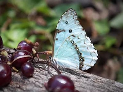 Curiosidades de la mariposa bandera argentina: hermosa, única y en peligro de extinción