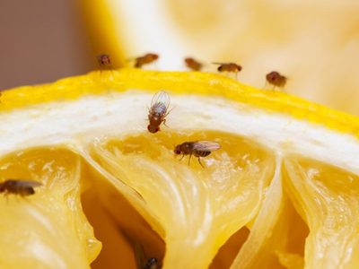 Adiós a las mosquitas de la fruta: probá este truco natural y seguro con ingredientes que tenés en casa