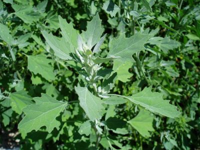 La planta que tiene mala fama en el campo, pero que esconde un poderoso tesoro para tu casa: no la arranques