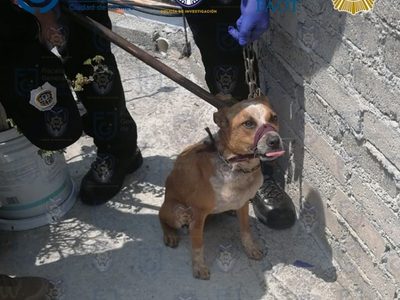 Tenían hacinados y abandonados a 12 perros en dos casas de Iztapalapa; ya fueron rescatados