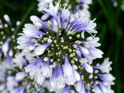 La forma de reproducir tus Agapanthus de semillas y sin gastar dinero en el vivero