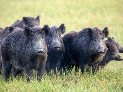 Alertaron por la presencia de jabalíes con triquinosis en San Martín de los Andes