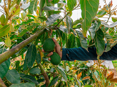 Tené tu propio bosque de paltas con este secreto de los expertos jardineros: tips y cuidados para no fallar en el intento