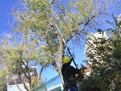 Atención: conocé la plaga que no se puede combatir en Neuquén