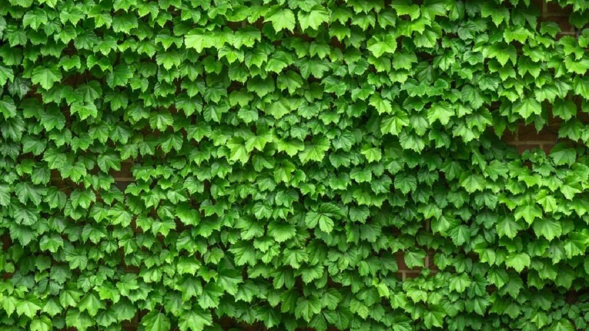 Plantas. Fuente: (Gemi Garden)