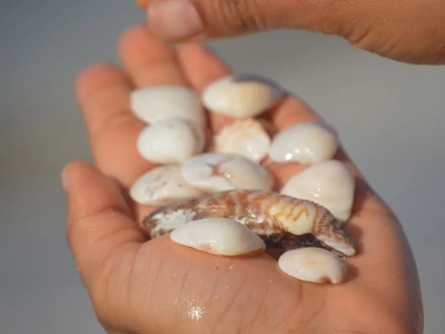 Con caracoles de la playa y cosas que tenés en casa: así podés decorar de la forma más hermosa tus espejos