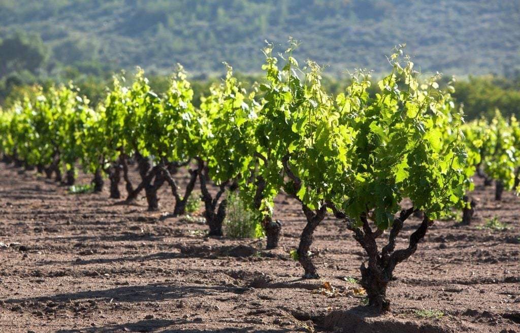 Cariñan se desarrolla muy bien en Chile. Fuente: (Twitter)