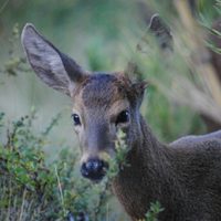 El Proyecto Huemul tuvo sus primeros resultados positivos