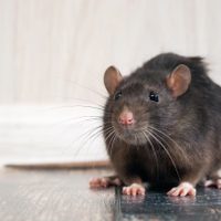 Científicas argentinas descubren que un spray que podría prevenir el contagio de hantavirus