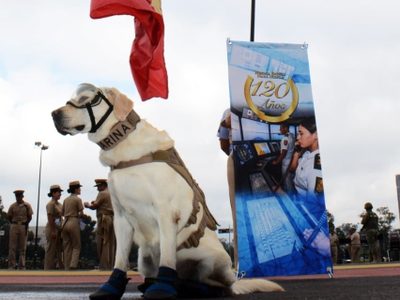 "Hasta siempre": Murió Frida, la perrita rescatista de la Marina