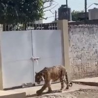 Tigre de bengala deambulando en la calle sorprende a habitantes de Tecuala, Nayarit (Video)