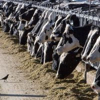 Una persona es diagnosticada con gripe aviar tras interactuar con vacas en Texas