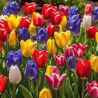 Se acerca la primavera: sembrá los bulbos de estas plantas para que florezcan al final del invierno