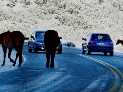 Animales sueltos: proponen endurecer las sanciones a propietarios en Neuquén