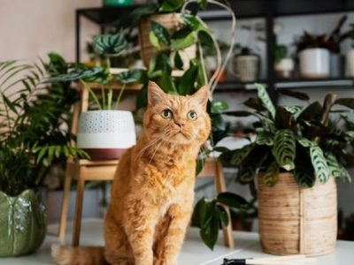 Las plantas hermosas y de bajo mantenimiento, perfectas para tu casa si tenés muchas mascotas