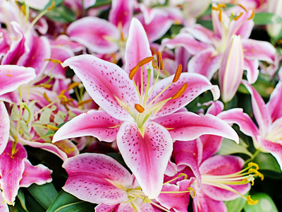 Los trucos para que tus azucenas exploten de flores esta primavera