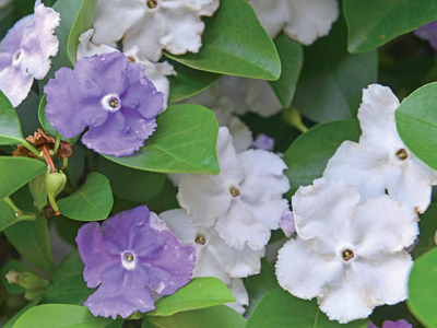 La planta más original: así podés reproducir el Jazmín Paraguay, cuyas flores cambian de color