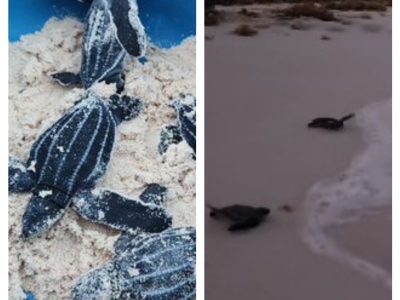 Después de 36 años, nacen 57 tortugas laúd en Quintana Roo
