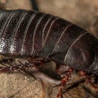 Una cucaracha carnívora "extinta" reaparece después de 90 años