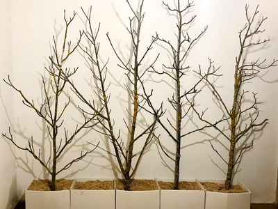 Con las ramas secas que juntaste del jardín, creá el cuadro más lindo para darle un toque chic a tus espacios