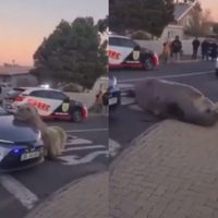 Elefante marino aparece deambulando por una calle de Sudáfrica