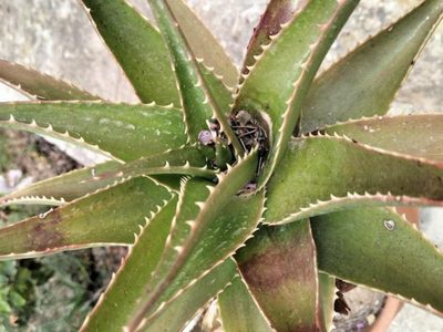 Si tu planta de Aloe Vera luce enferma y con las hojas secas, mirá cómo recuperarla con este truco que nunca falla