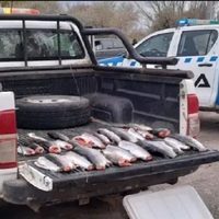 En diferentes operativos secuestraron armas, equipos de pesca y piezas de caza furtiva