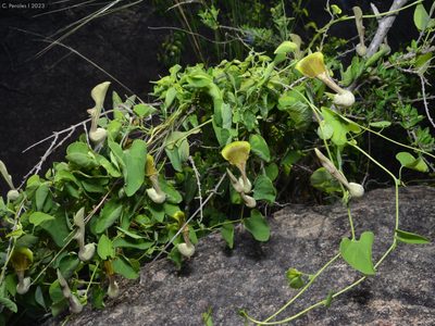 El truco de los jardineros para reemplazar el césped en esos lugares donde no crece en tu jardín