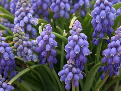 Los bulbos de flor que tenés que plantar sí o sí en invierno para tener las plantas más hermosas en unos meses